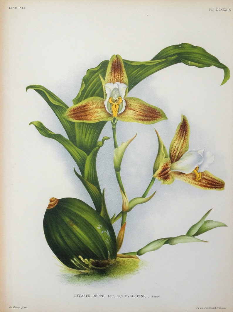 Antique Botanical Print ORCHID LYCASTE DEPPEI Linden Original Large c1885 image 1