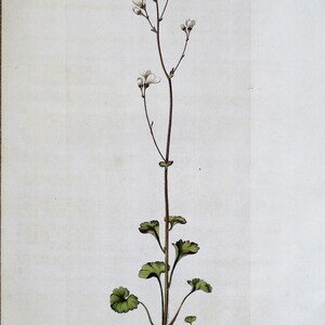 Antique Botanical Print WHITE SAXIFRAGE Curtis Large  Flora Londinensis 1777