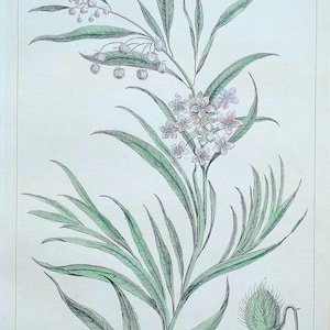 Antiker botanischer Druck APOCYNUM, AFRIKANISCHE DOGSBANE Miller groß Jahrgang 1760