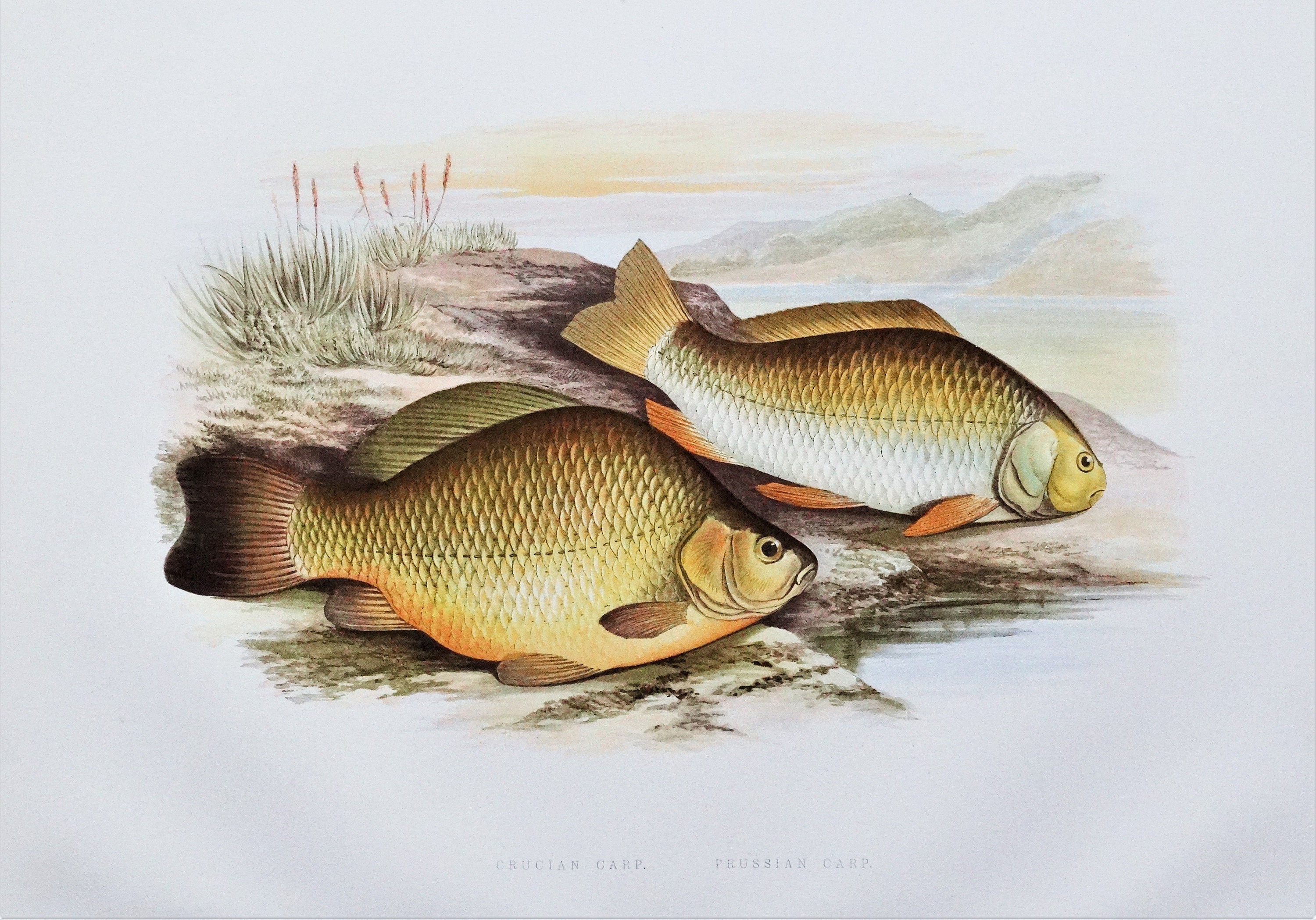Antique Fish Print CRUCIAN CARP, Prussian Carp, Houghton, Lydon Original  Vintage Fish Print 1879 -  Canada