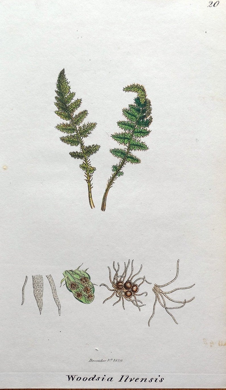 Impresión de helecho botánico antiguo RUSTY CLIFF FERN Woodsia Ilvensis Grabado vintage 1829 imagen 1