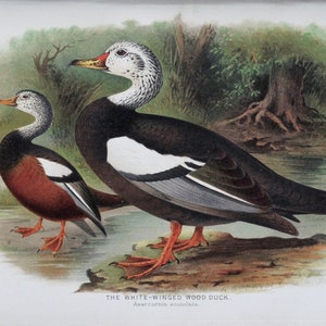 Antique Print WHITE-WINGED Wood Duck Original  Chromolithograph Bird Print 1908