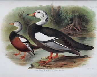 Antique Print WHITE-WINGED Wood Duck Original  Chromolithograph Bird Print 1908