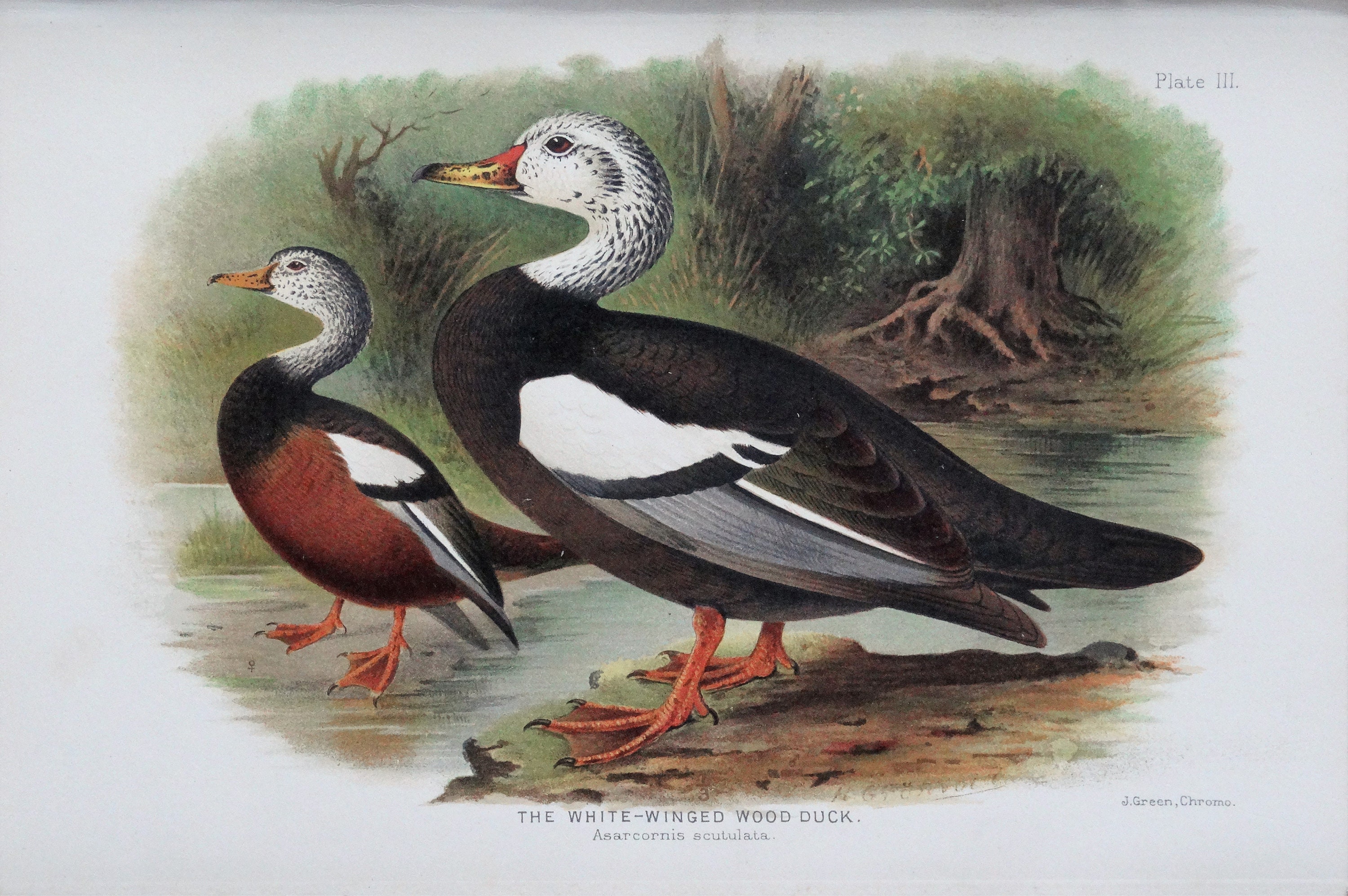 Antique Print WHITE-WINGED Wood Duck Original Chromolithograph