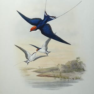 Impressão de pássaro antigo Hirundo Filifera Arame Cauda ANDORINHA Original JOHN GOULD c1870