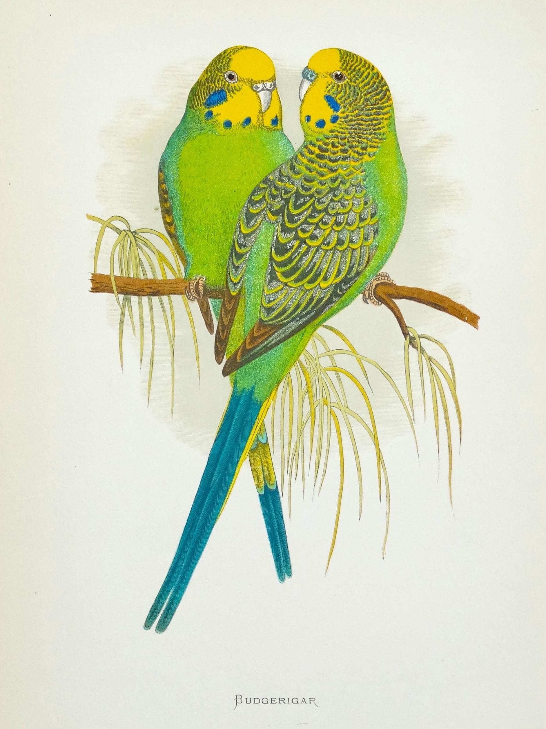 モクレンと緑色のセキセイインコ鳥の日本画 アンティーク インコ プリント セキセイインコ オリジナル グリーン