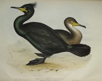 Antique Bird Print SHAG or GREEN CORMORANT Original John Gould lithograph c1835