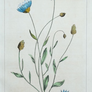Antiker botanischer Druck XERANTHEMUM, IMMER LIEBLINGS FLOWER Hilipbert Miller 1760