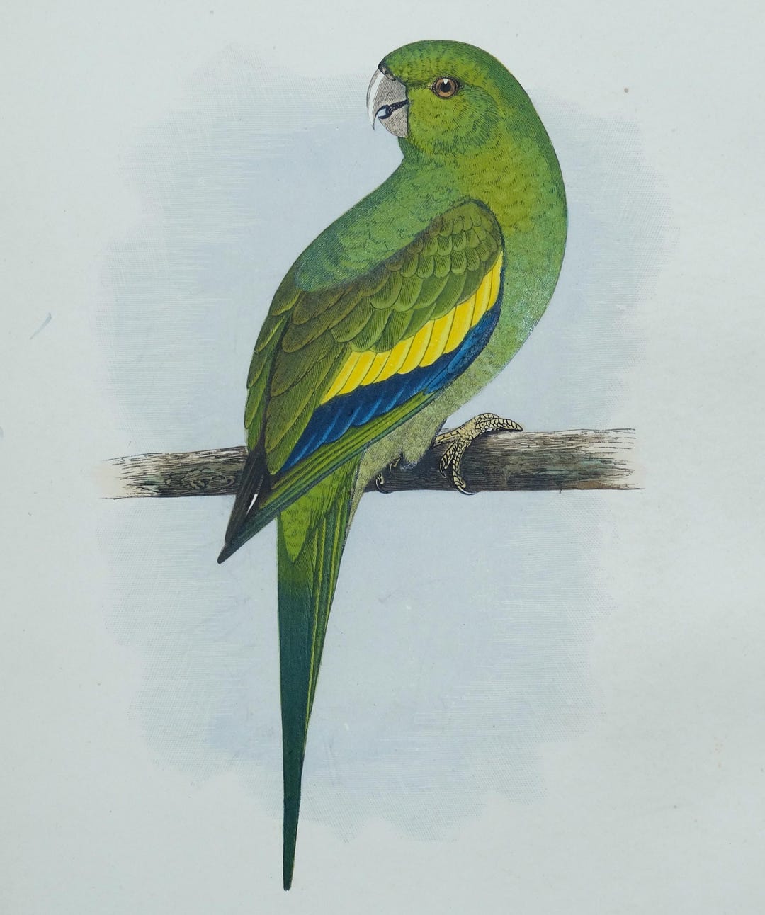 Antique Parrot Print CANARY WINGED PARAKEET Greene Hand Col Bird ...