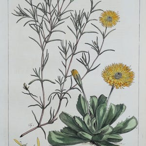 Antiker botanischer Druck MESEMBRYANTHEMUM, ICE PFLANZEN (Petrol Miller Jahrgang 1760).