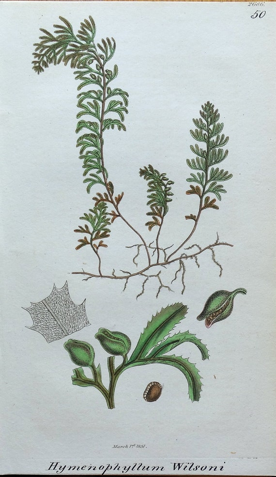 Antiker botanischer Farn Druck HYMENOPHYLLUM WILSONI Wilson's Filmy Fern  1837 - Etsy sterreich
