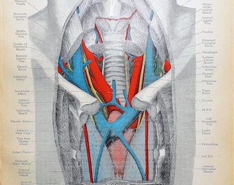 Antique Anatomy Print ANTERIOR Section ADULT THORAX  Original  Lithographed Print 1906