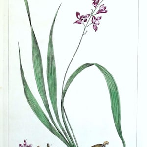 Antiker Botanischer Druck Helleborus ORCHID original Philips Gravur 1760