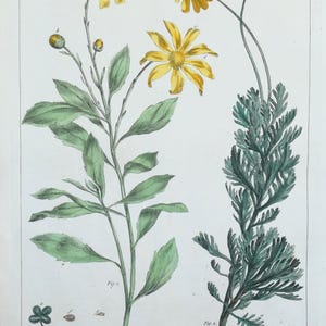 Antiker botanischer Druck OSTEOSPERMUM, CHRYSANTHEMUM William B. Miller Jahrgang 1760