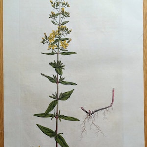 Antique Botanical Print ST.JOHN&#39;S WORT, Hypericum, Curtis  Flora Londinensis 1777
