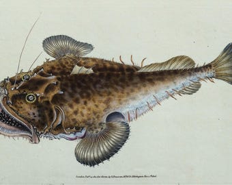 Antiker Fisch Druck ANGELFISCH, SEEPFELFISCH Original DONOVAN Vintage Stich 1808