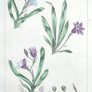 Antiker botanischer Druck IXIA, MORGENLILIE Philips Miller original vintage 1760
