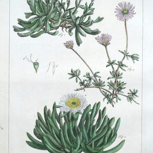 Antiker botanischer Druck MESEMBRYANTHEMUM, ICE PFLANZEN-Philip Miller, graviert 1760