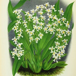 Antique Botanical Print ORCHID ONCIDIUM INCURVUM Linden Original Large  c1885