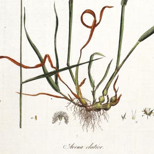 May include: A botanical illustration of a plant with long, green leaves and a brown root system. The plant is labelled "Avena elatior".