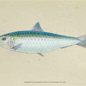 May include: A vintage illustration of a fish, possibly a sardine, with a light blue and green body. The fish is shown in profile, with its mouth slightly open. The artwork is on a cream-coloured background, with the number 69 in the upper left corner.