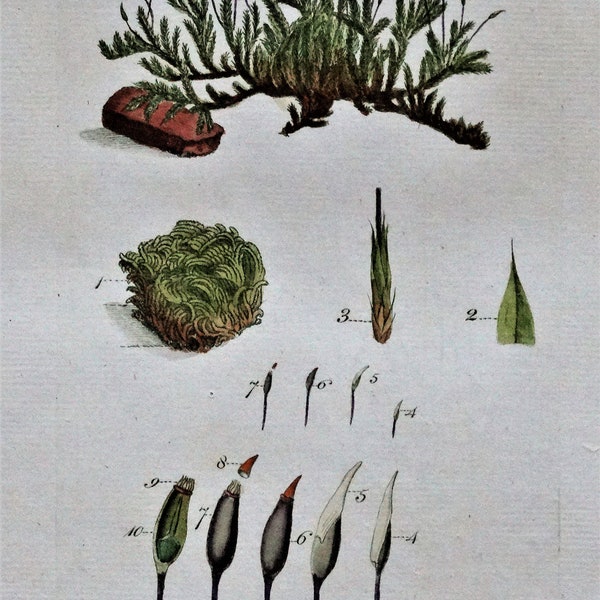 Antique Botanical Print SILKY HYPNUM MOSS Curtis Large  Flora Londinensis 1777