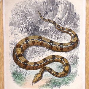 May include: An antique print of a boa constrictor, with a detailed illustration of the snake in a naturalistic setting. The snake has brown and black markings, coiled on the ground with foliage in the background. The text "THE BOA CONSTRICTOR" is at the bottom.