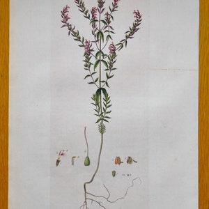 Antique Botanical Print RED EYE-BRIGHT, Euphrasia Odontites, Curtis Flora Londinensis 1777 image 2