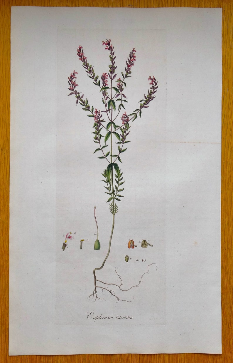 Antique Botanical Print RED EYE-BRIGHT, Euphrasia Odontites, Curtis Flora Londinensis 1777 image 2