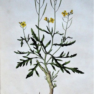Antique Botanical Print WILD WALL ROCKET Curtis Large  Flora Londinensis 1777