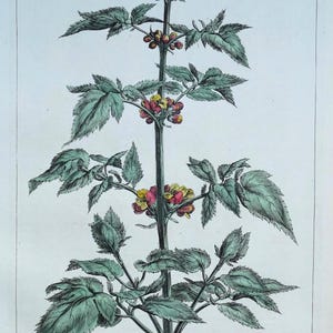 Antiker botanischer Druck SCROPHULARIA, FIGWORT Philips Foto groß Vintage 1760