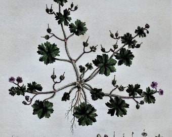 Antique Botanical Print DOVESFOOT GERANIUM Curtis Large  Flora Londinensis 1777