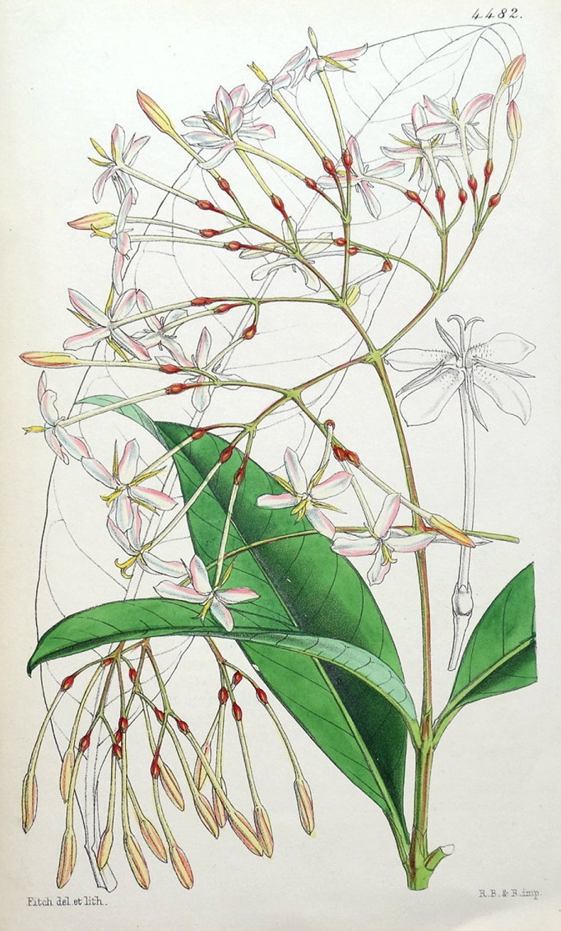 Antique Botanical Print IXORA LAXIFLORA Sierra Leone W.H. Fitch Vintage Flower Print 1849 image 1