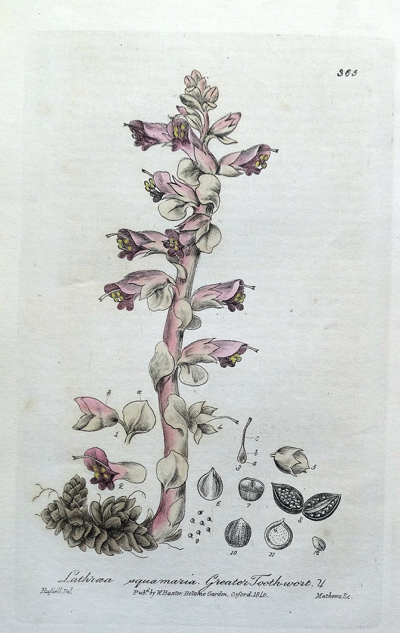 LATHRAEA SQUAMARIA Baxter Antique Engraved Botanical Wild Flower Print 1840