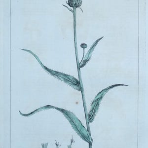 Antiker botanischer Druck CIRSIUM, WEICHEDSCHEL (Philipp Miller vintage 1760).