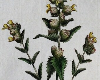 Original Antique Botanical Print RHINANTHUS CRISTA GALLI Curtis Large  Flora Londinensis 1777