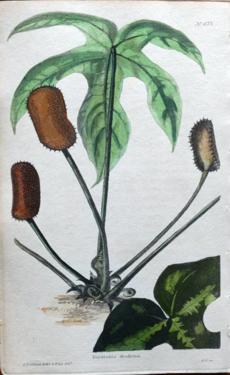 Antiker botanischer Kräuterdruck DORSTENIA DRAKENA Mexiko Loddiges Vintage c1820 Bild 1