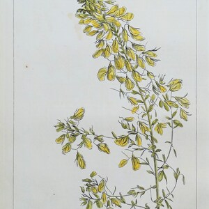 Antique Botanical Print ANONIS, REST HARROW, Philip Miller Large engraving 1760