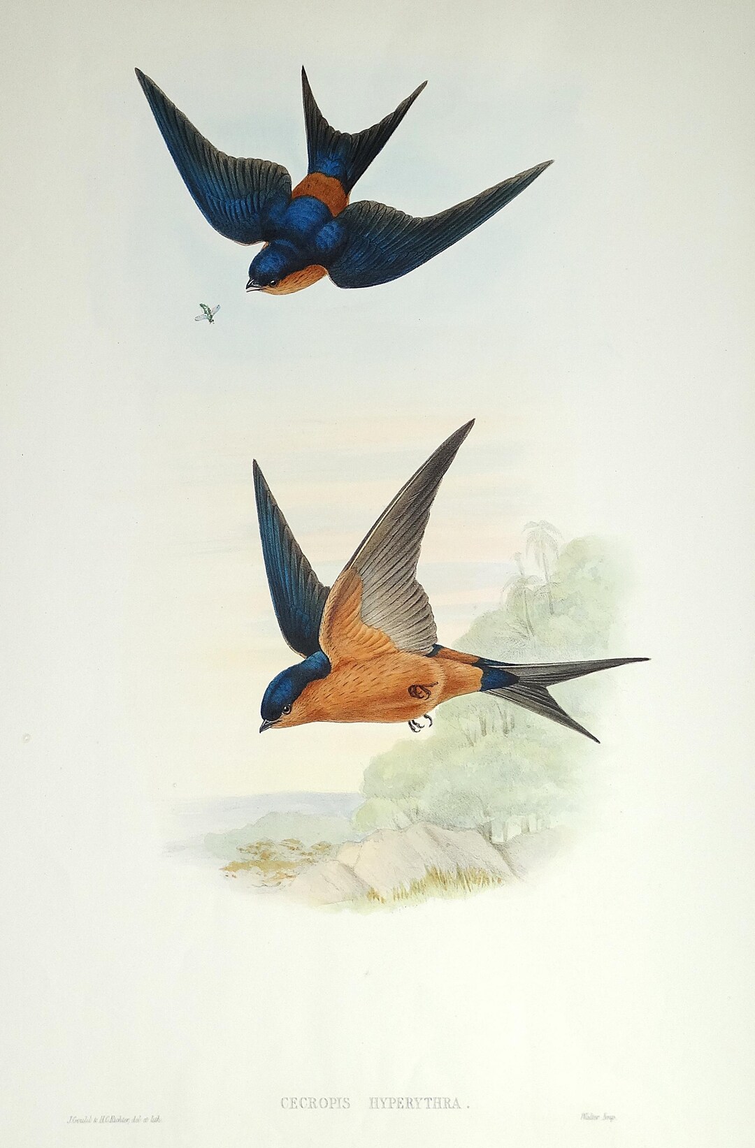 ボルチモアムクドリモドキ ヴィンテージ ステンドグラス トロント カナダ 鳥 ボルチモアムクドリモドキ ヴィンテージ ステンドグラス トロント