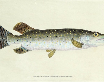 Originele antieke visprent Snoek, Donovan Vintage 1808