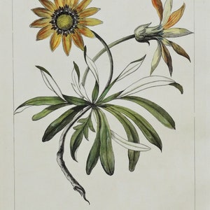 Antiker Botanischer Druck ARCTOTIS, Philips Großer antiker handkolorierter Botanischer Druck um 1760