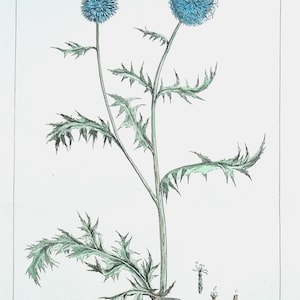 Antiker botanischer Druck ECHINOPS, KUGEL-DIST Philip Miller vintage 1760
