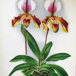 Antique Botanical Print ORCHID CYPRIPEDIUM   Linden Original Large  c1885