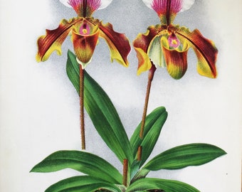 Impresión botánica antigua ORCHID CYPRIPEDIUM Linden Original Large c1885