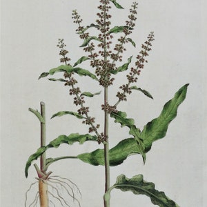 Antique Botanical Print CURLED DOCK, Rumex Crispus Curtis  Flora Londinensis 1777