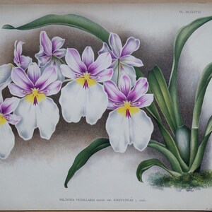 Antique Botanical Print ORCHID MILTONIA VEXILLARIA Linden Original Large  c1885
