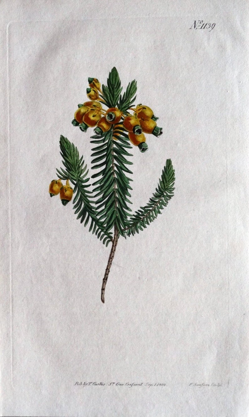 ERICA RESINOSA South Africa Cape Curtis Antique Botanical Vintage Print 1808