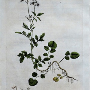 Antique Botanical Print CARDAMINE AMARA Curtis Large Flora Londinensis 1777 image 1