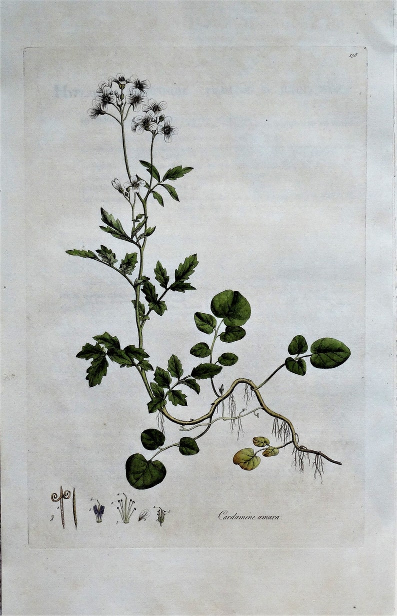 Antique Botanical Print CARDAMINE AMARA Curtis Large Flora Londinensis 1777 image 1