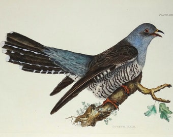 Antique bird print CUCKOO Prideaux John SELBY original hand coloured engraving c1821